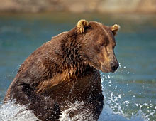 Summers with the Alaskan Brown Bears!