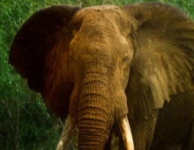 Big Tuskers at Tembe Elephant Park South Africa