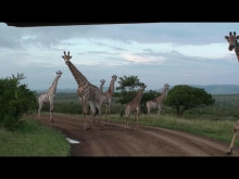 Giraffes