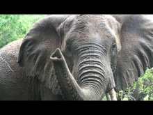 Elephants at Tembe National Park